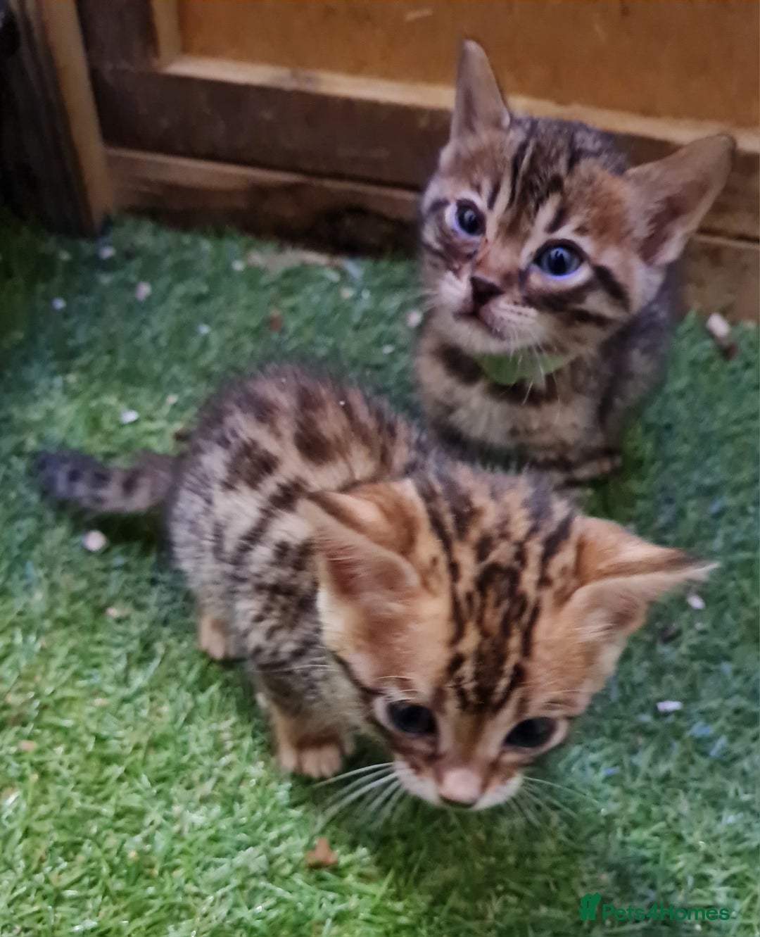 Bengal cats for sale: 6 beautiful bengal kittens ready soon  - Image 5