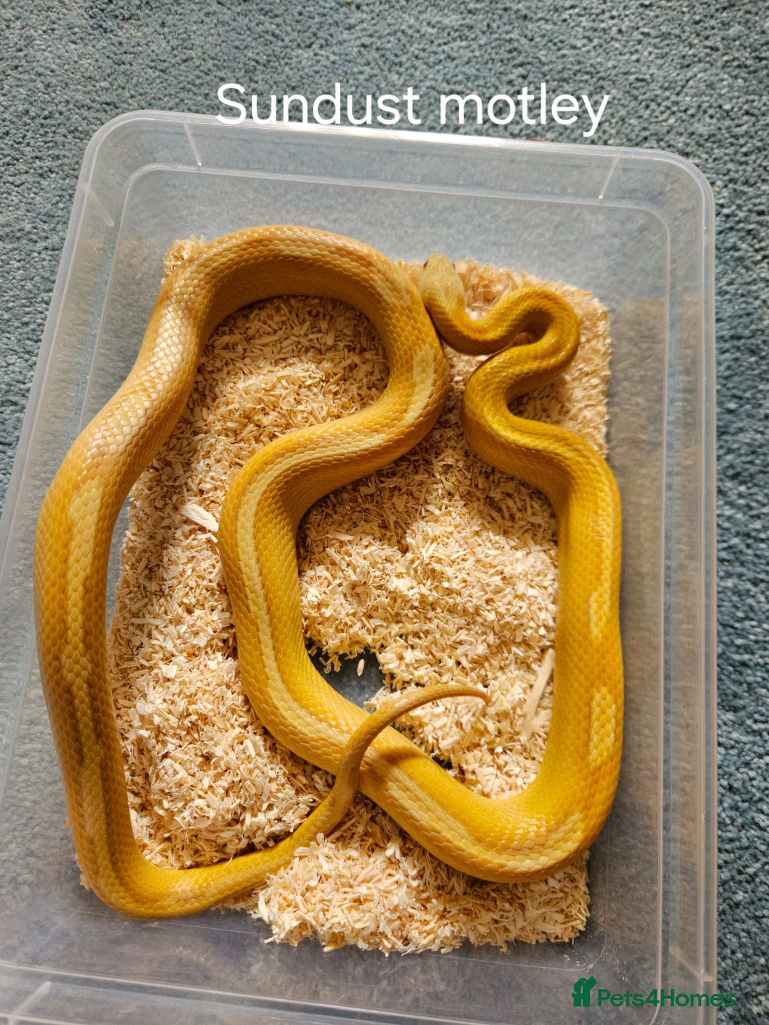 Corn Snake reptiles Various Corn Snakes for Sale  - Advert 3