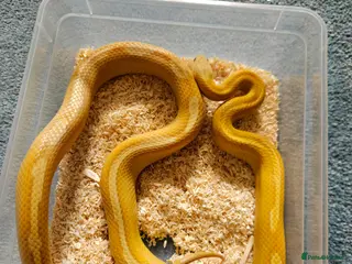 Corn Snake reptiles Various Corn Snakes for Sale - Advert 3