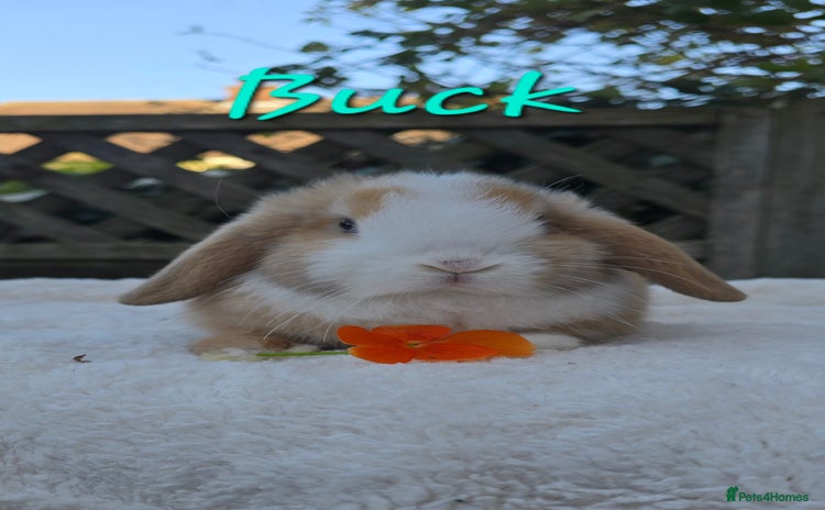 Mini Lop rabbits Beautiful mini lops boys and girls - Advert 4