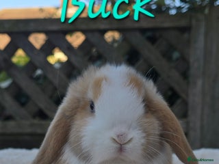 Mini Lop rabbits Beautiful mini lops boys and girls - Advert 5