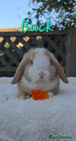 Mini Lop rabbits Beautiful mini lops boys and girls - Advert 4