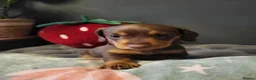 Miniature Dachshund dogs for sale: ​🐾 Beautiful Miniature Dachshund Puppies 🐾 - Advert 12