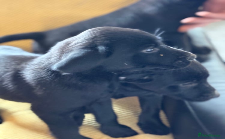 Labrador Retriever dogs - Advert 2