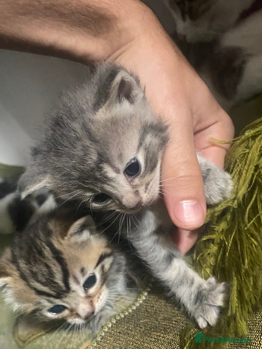 Mixed Breed cats for sale: Mixed breed kittens  - Image 1