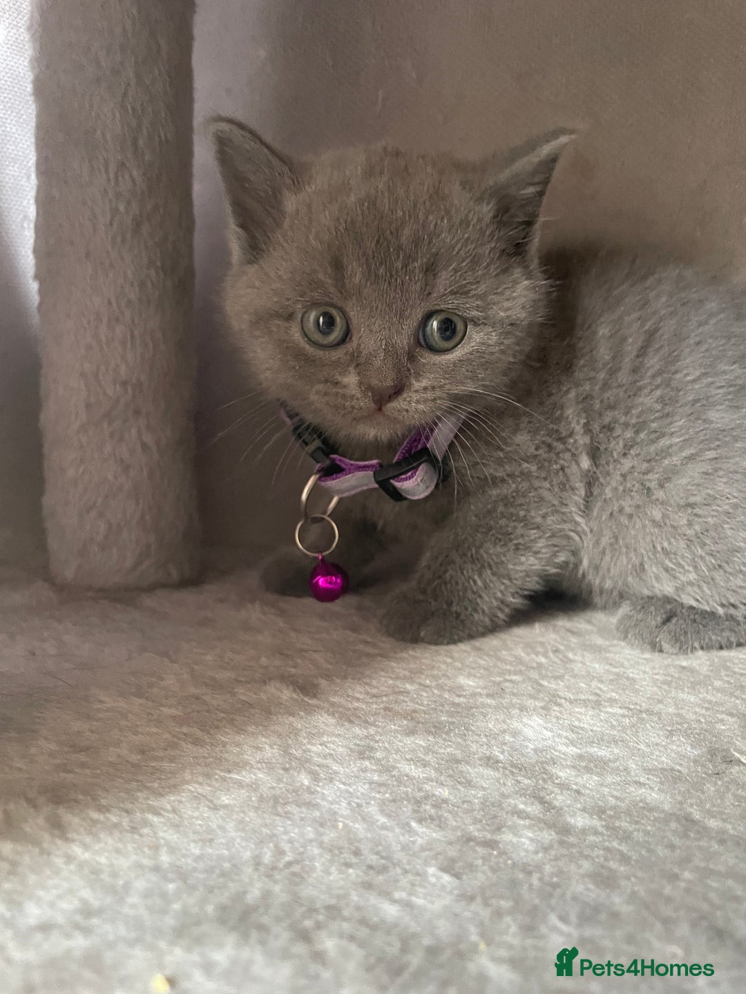 British Shorthair cats for sale: Female pure British shorthair kittens - Image 8
