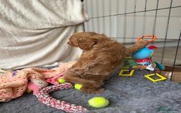 Cavapoo dogs for sale: Quality bred Cavapoo F1 - Image 17