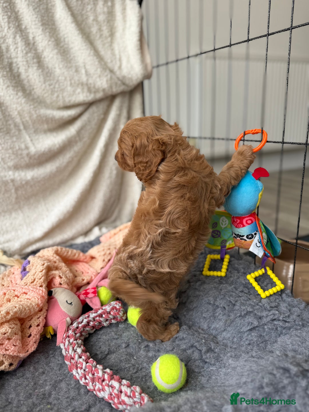 Cavapoo dogs for sale: Quality bred Cavapoo F1 - Image 17