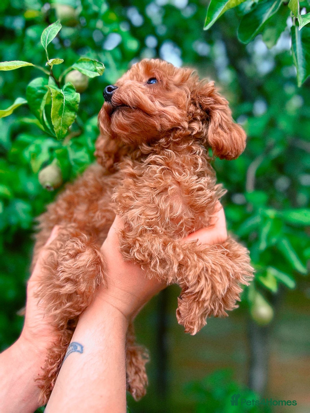 Miniature Poodle Boston Terrier Cross Poodle Boston Terrier Toy