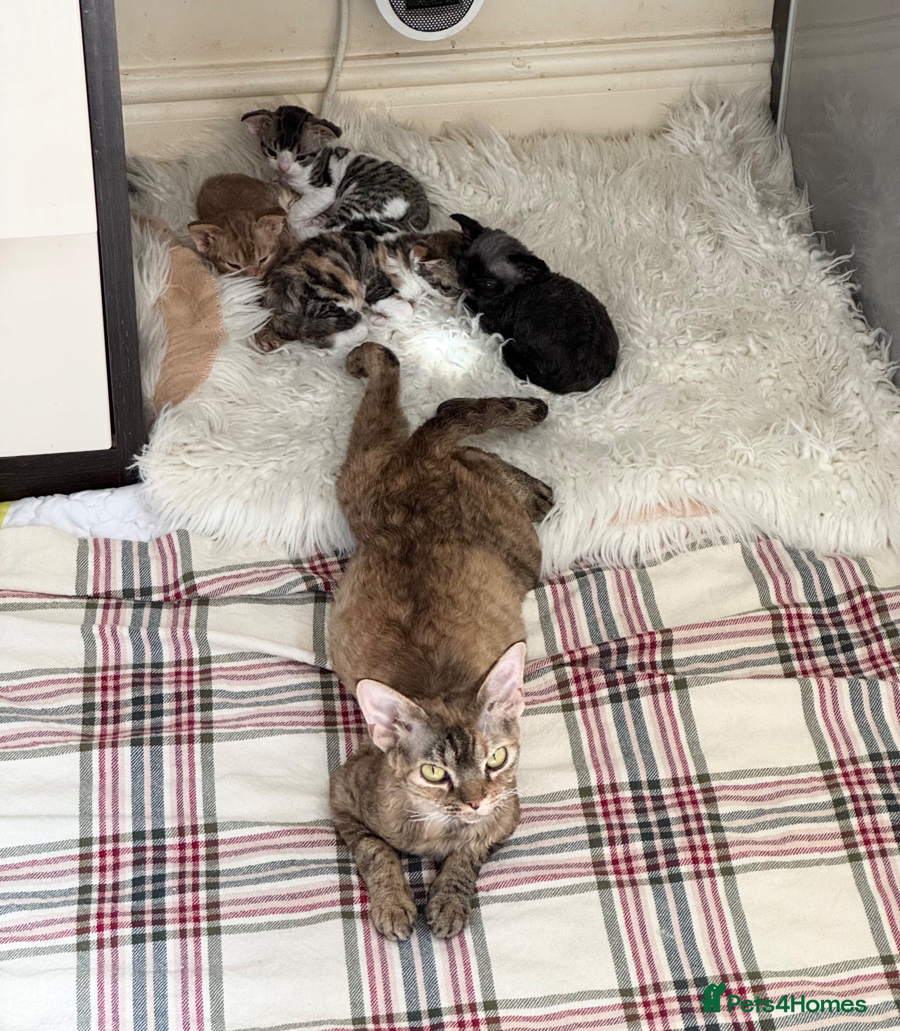 Devon Rex cats Superb quality Devon Babies TICA Registered  - Advert 2