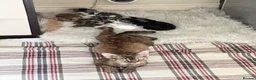 Devon Rex cats for sale: Superb quality Devon Babies TICA Registered  - Advert 3