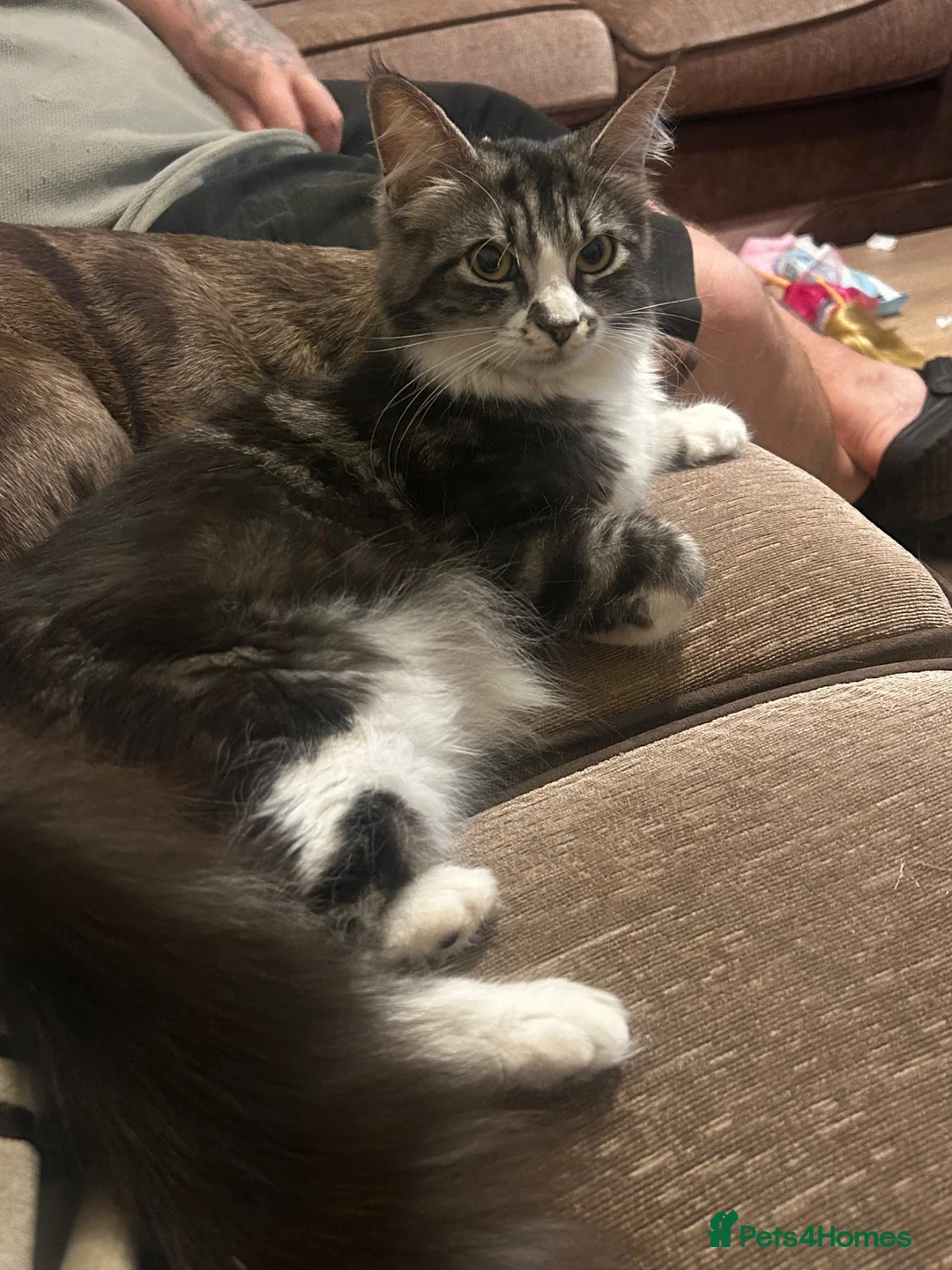 Mixed Breed cats for sale: Fluffiest kittens available  - Advert 1