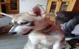 Siberian Husky dogs for sale: Siberian husky puppies for sale  - Image 10