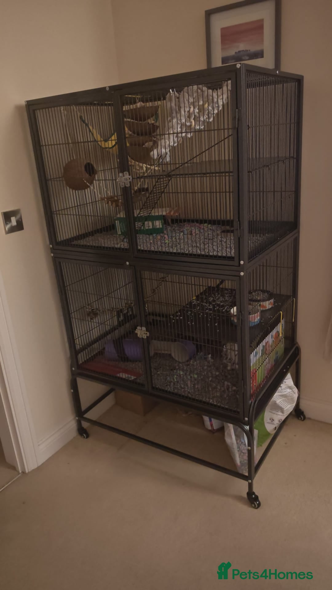 Rat rodents for sale: Trio of Male Dumbo Rats and Cage - Advert 16