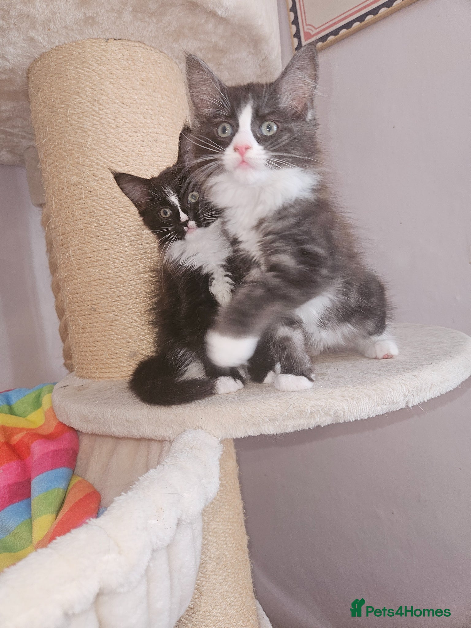 Ragcoon cats Ragcoons *dna tested parents * - Advert 2