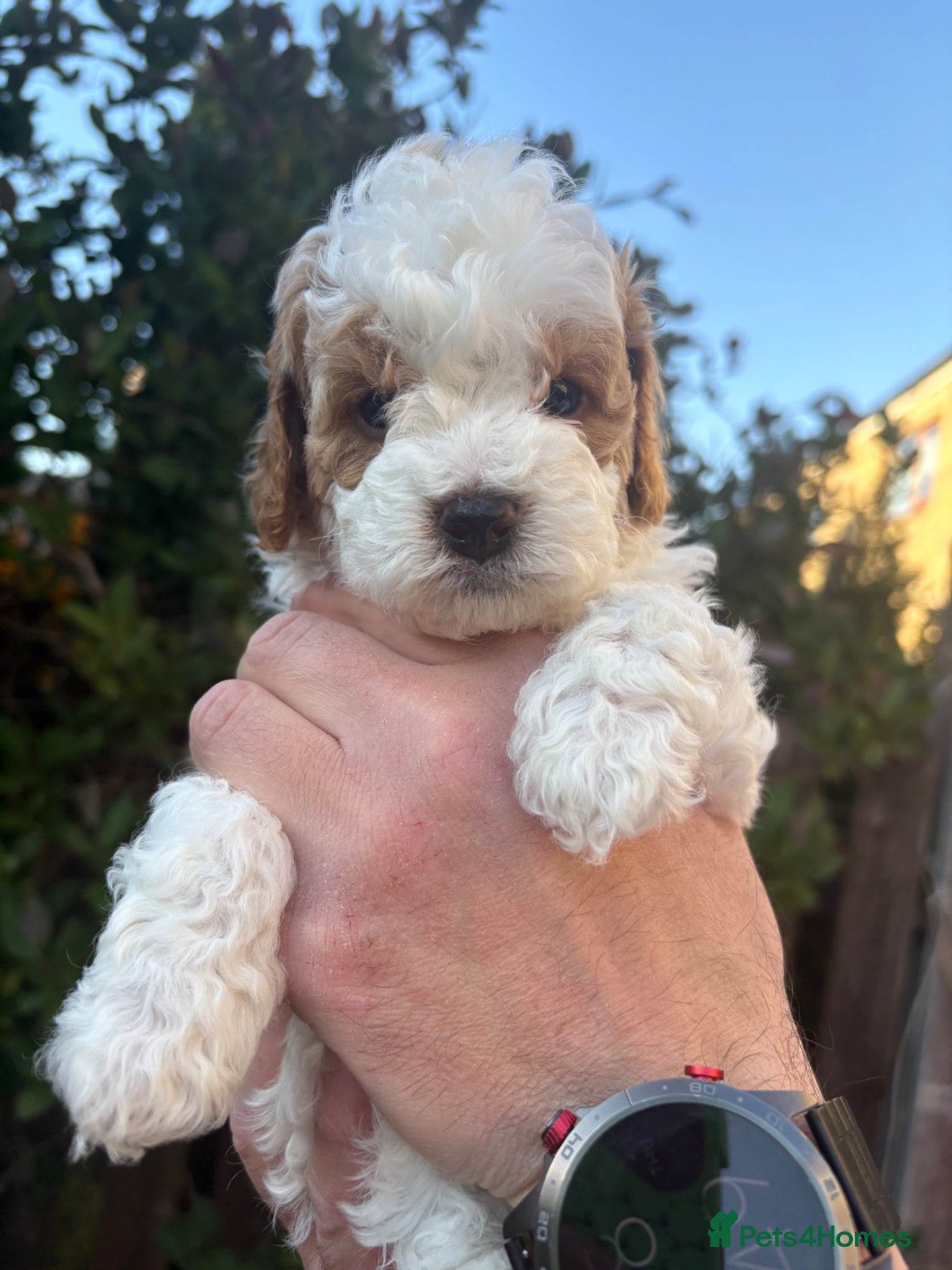 Cavapoo dogs 1 adorable Cavapoo pup left - Advert 15