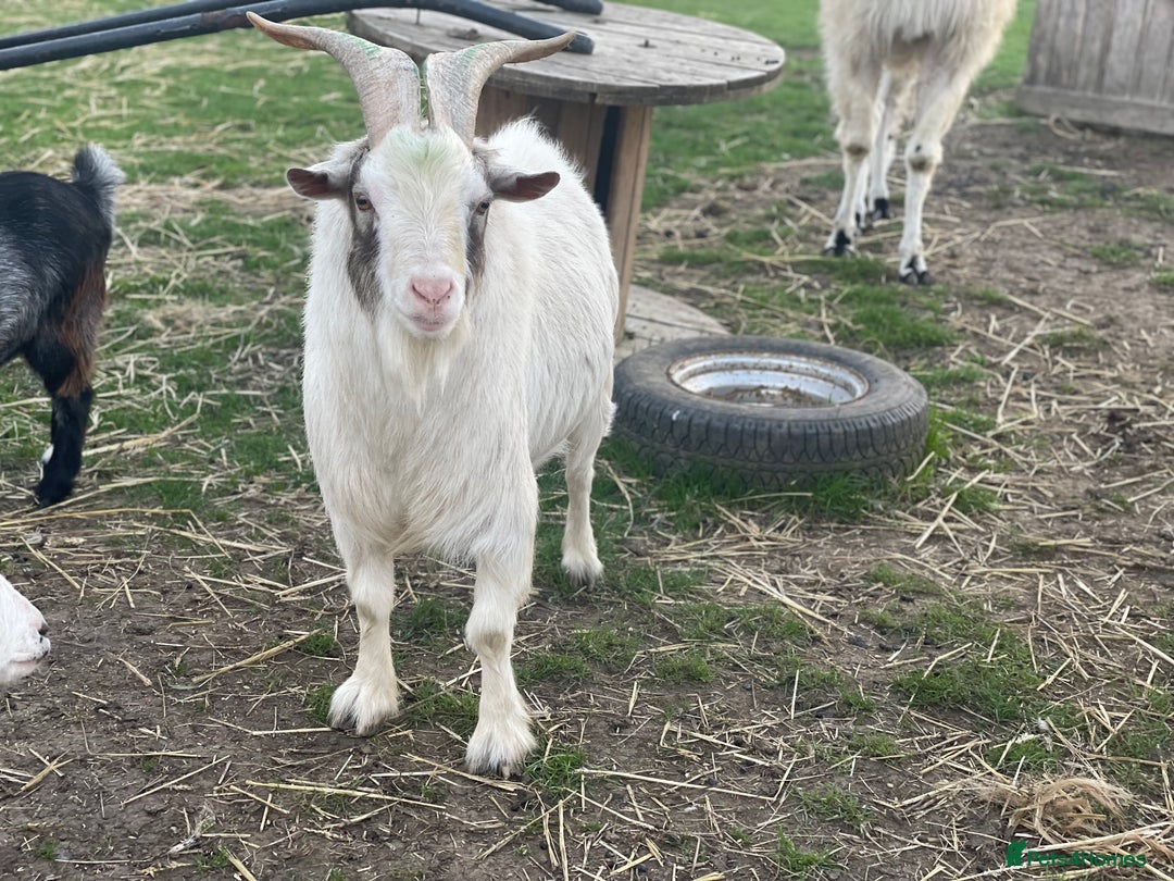 Goats livestock for sale: Small goat herd - Image 9