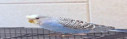 Budgerigars birds for sale: Beautiful young budgies available  - Advert 15