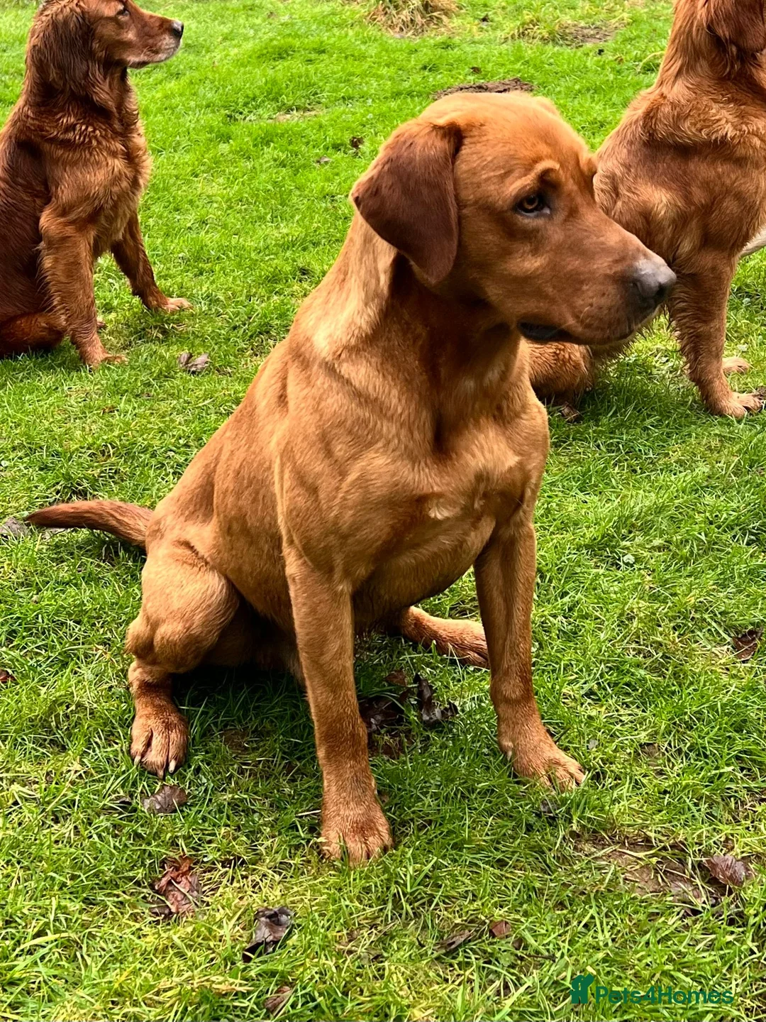 Labrador Retriever dogs for stud: Extensively health tested with 0/0 hips 0/0 elbow in Middlesbrough - Advert 14