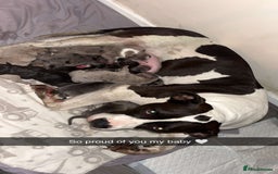 Mixed Breed dogs for sale: American bulldog X cane corso pups - Image 7