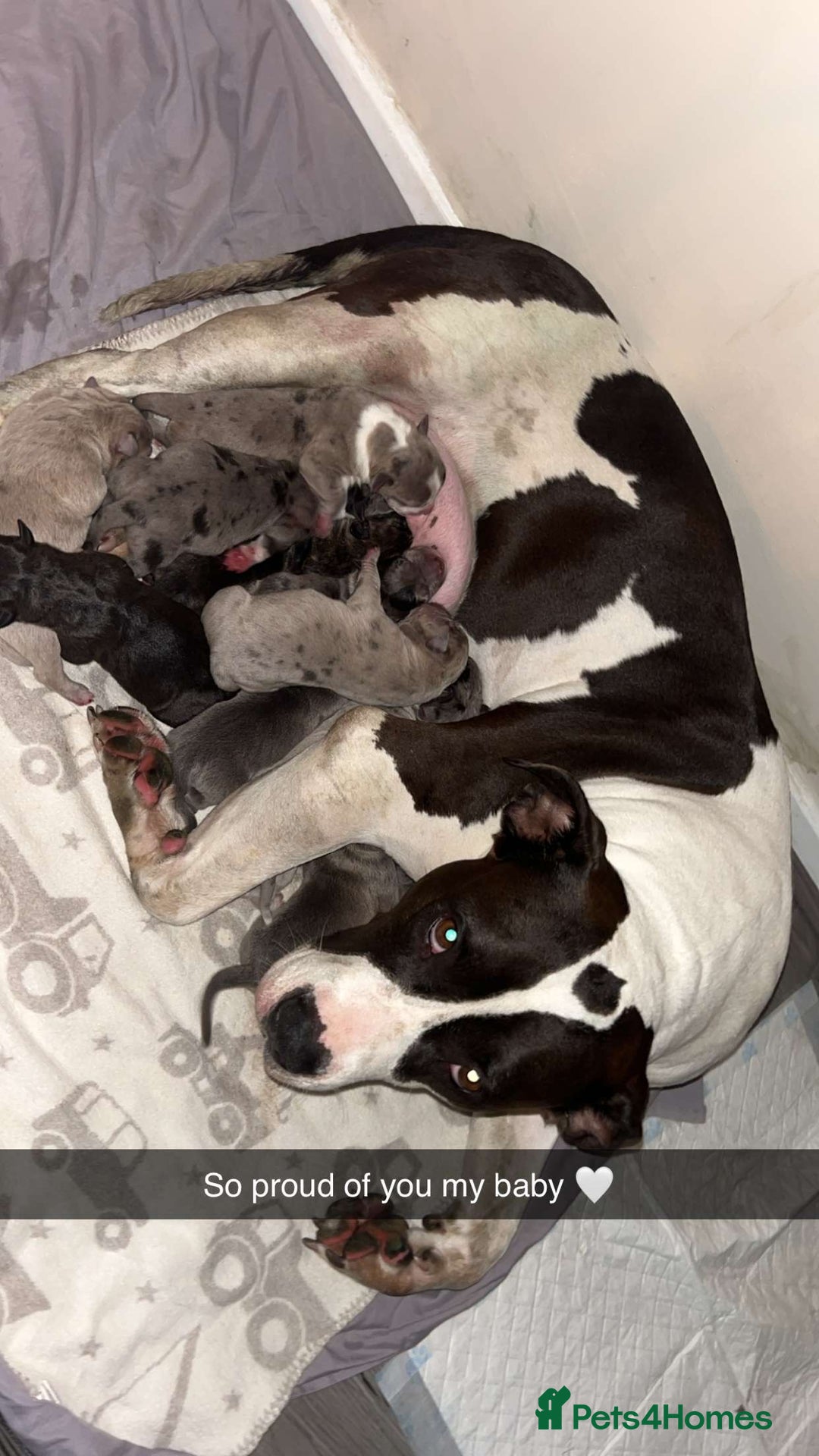 Mixed Breed dogs for sale: American bulldog X cane corso pups - Image 7