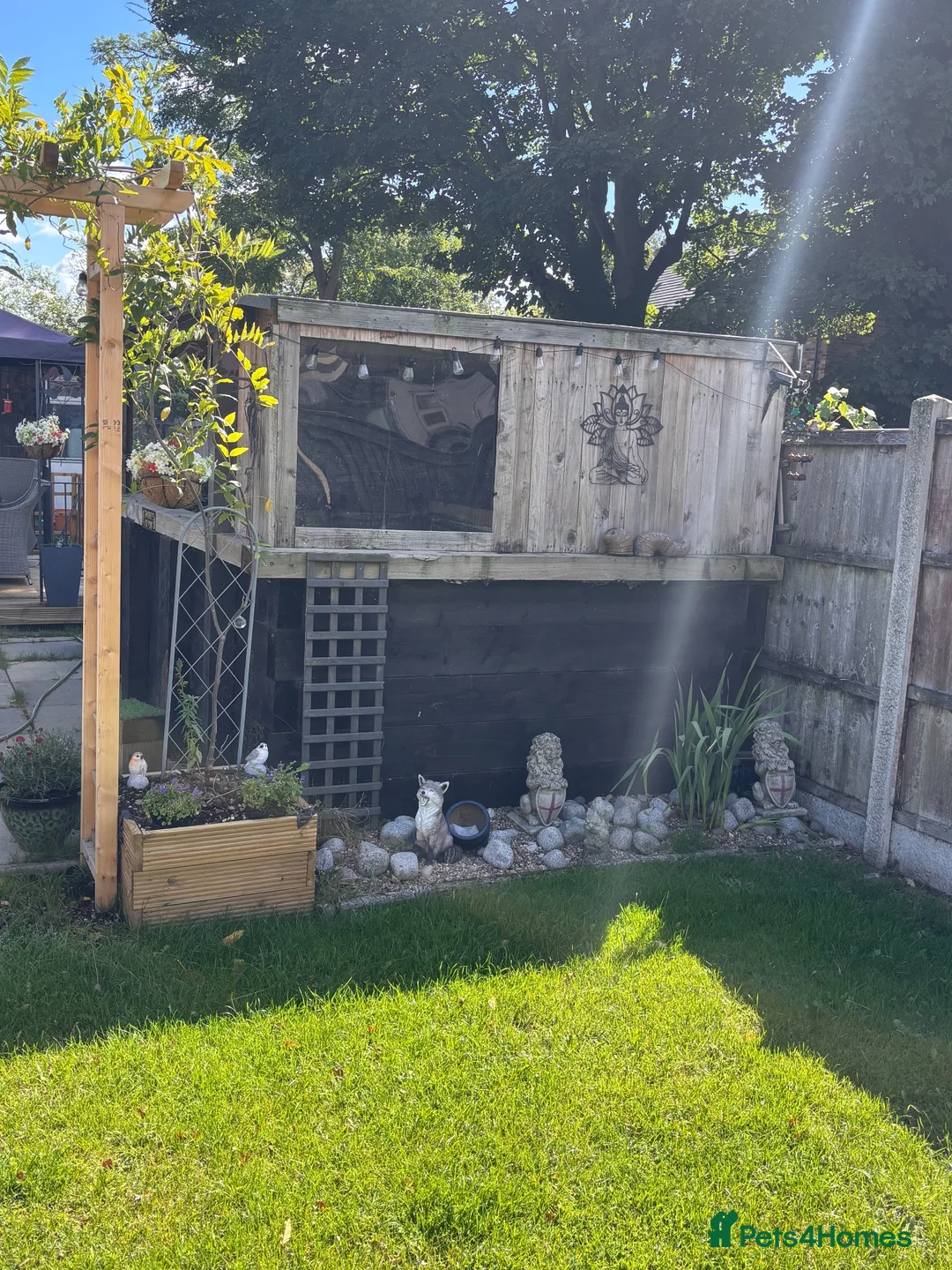Koi Carp fish for sale: Fish pond plus fish  in Swadlincote - Advert 2