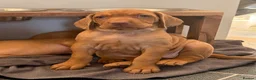 Hungarian Vizsla dogs for sale: Dual purpose Hungarian wirehaired Vizsla puppies - Advert 2