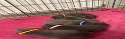 Staffordshire Bull Terrier dogs for sale: Staffy puppies for sale  - Advert 10