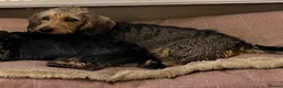 Dachshund dogs for sale: 2 mature Standard Wirehaired girls in Langport - Advert 1