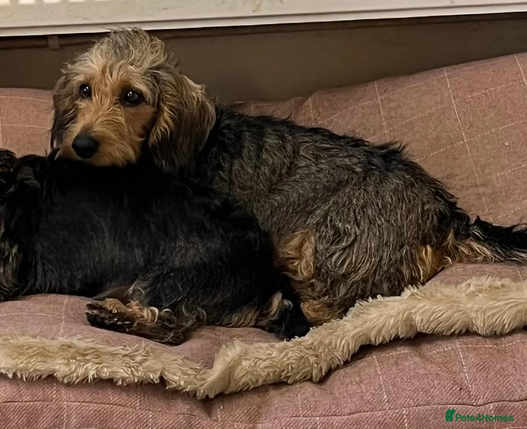 Dachshund dogs for sale: 2 mature Standard Wirehaired girls in Langport - Advert 1