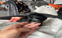 Mixed Breed dogs for sale: Maltese cross Chinese crested puppies for sale - Image 9