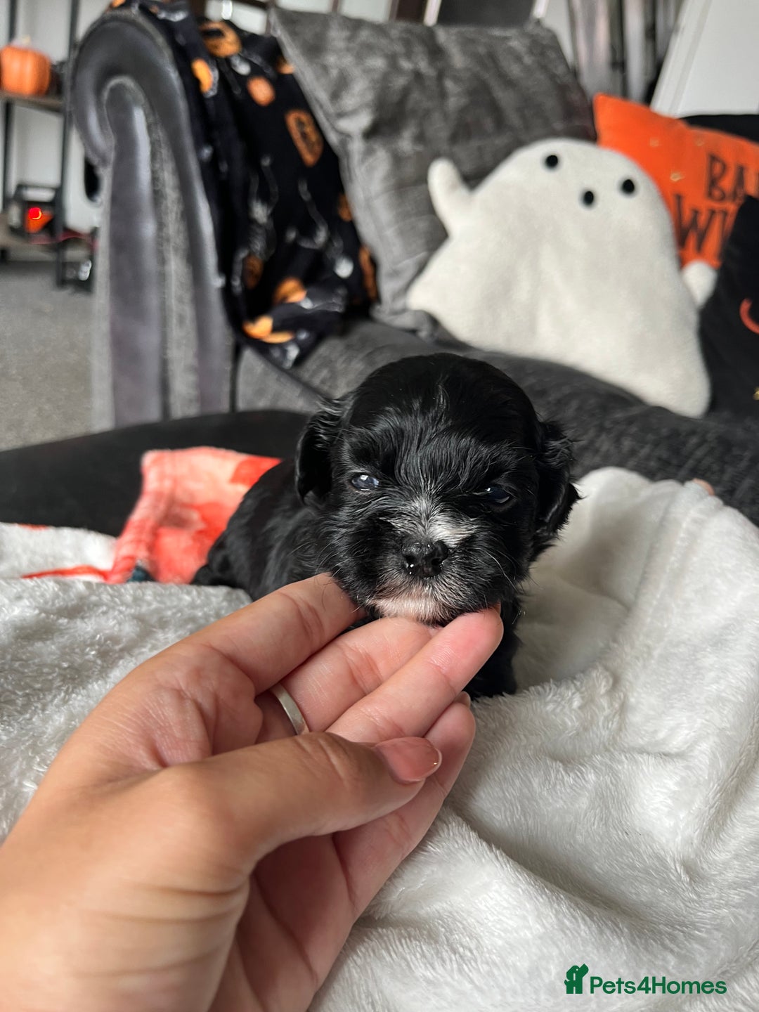 Mixed Breed dogs for sale: Maltese cross Chinese crested puppies for sale - Image 9
