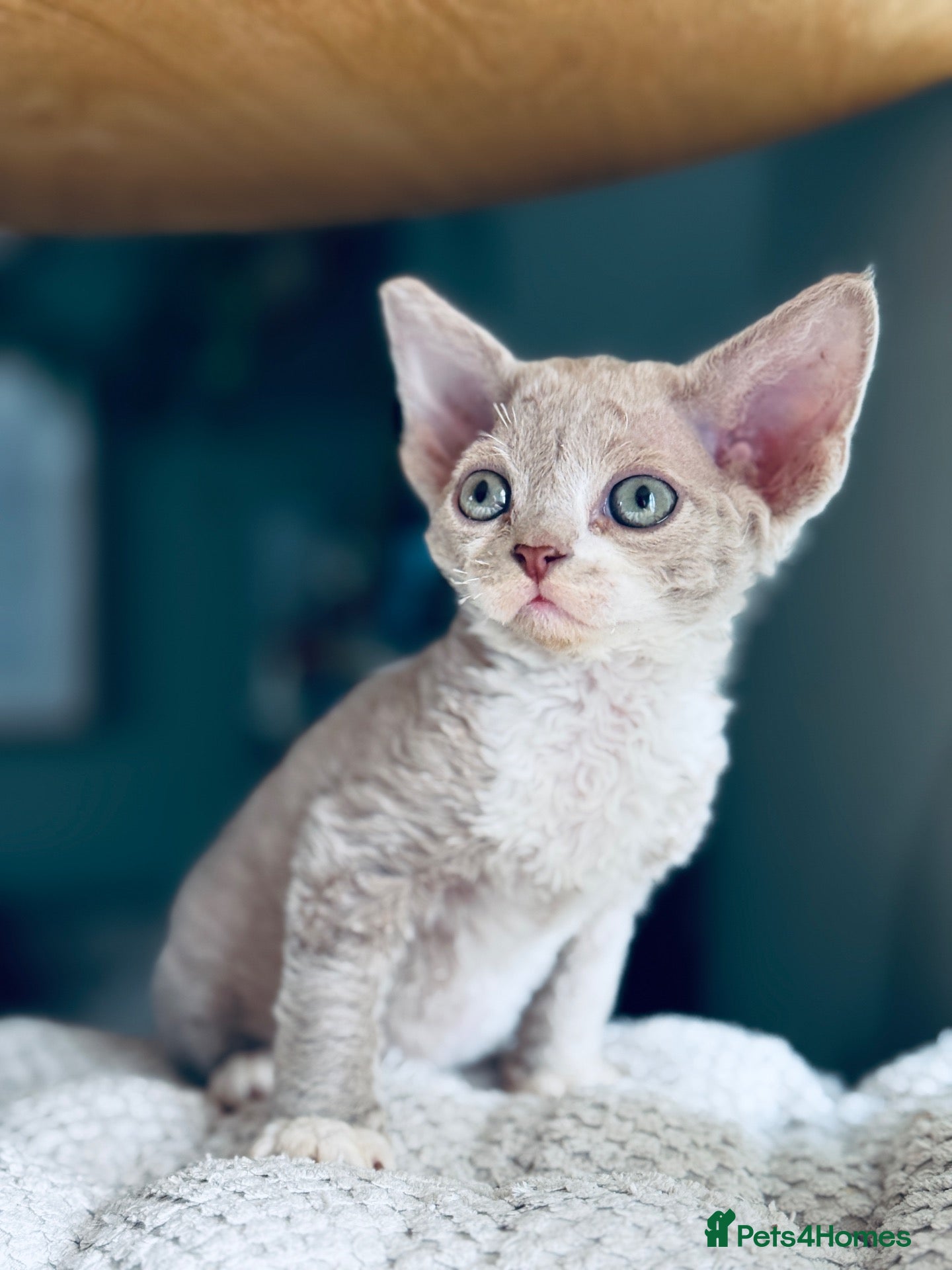Devon Rex cats for sale: GCCF Pedigree Devon Rex Kittens  - Advert 10