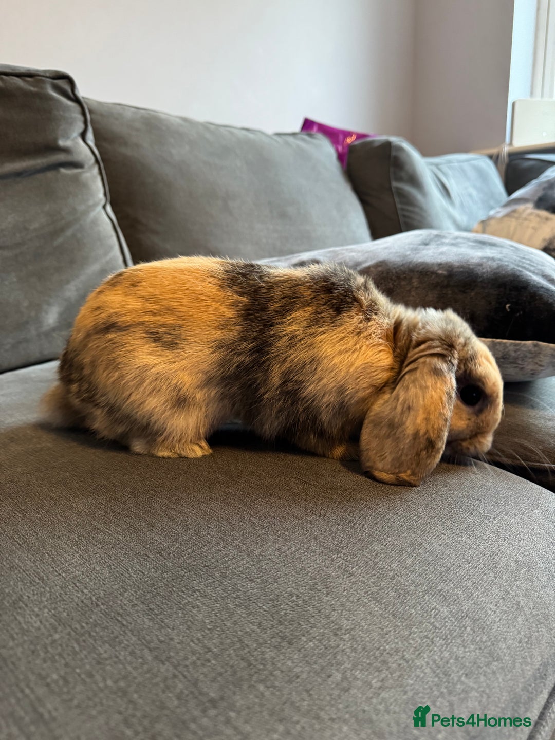 Mini Lop rabbits for sale: Beautiful Mini Lop Boy (Buck) - Image 4