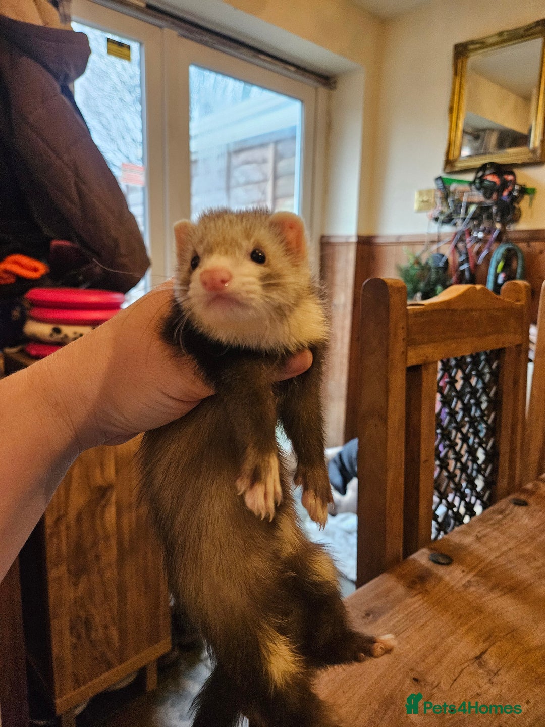 Ferret rodents for sale: Small hob ferret tame  - Advert 8