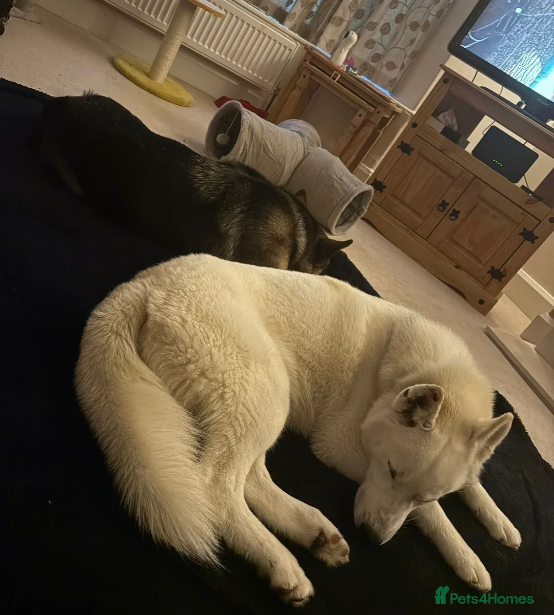Shepsky dogs for sale: STUNNING SHEPSKY PUPPIES! - Advert 12