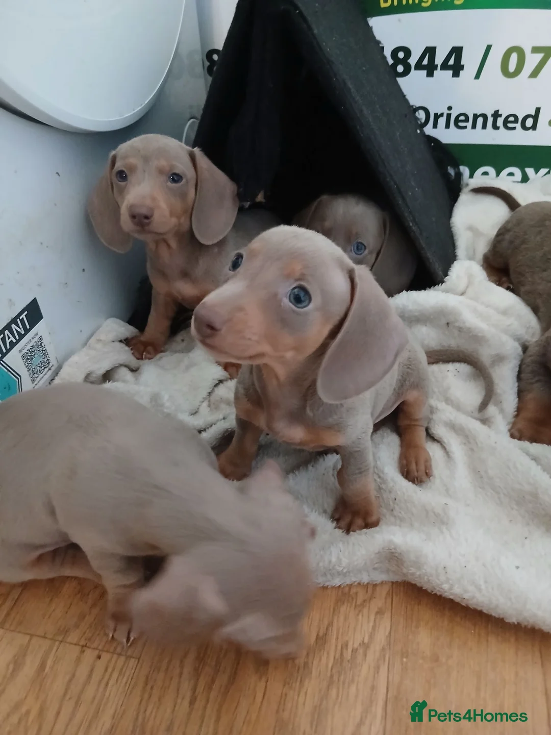 Dachshund dogs for sale: 6 little dachunds for sale  in Dartford - Advert 1