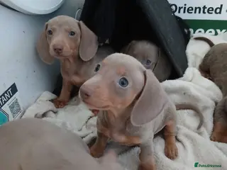 Dachshund dogs 6 little dachunds for sale - Advert 13