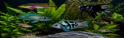 Cichlids fish for sale: Electric Blue Acara’s, Angelfish, Polar Parrots. in Glasgow - Advert 1