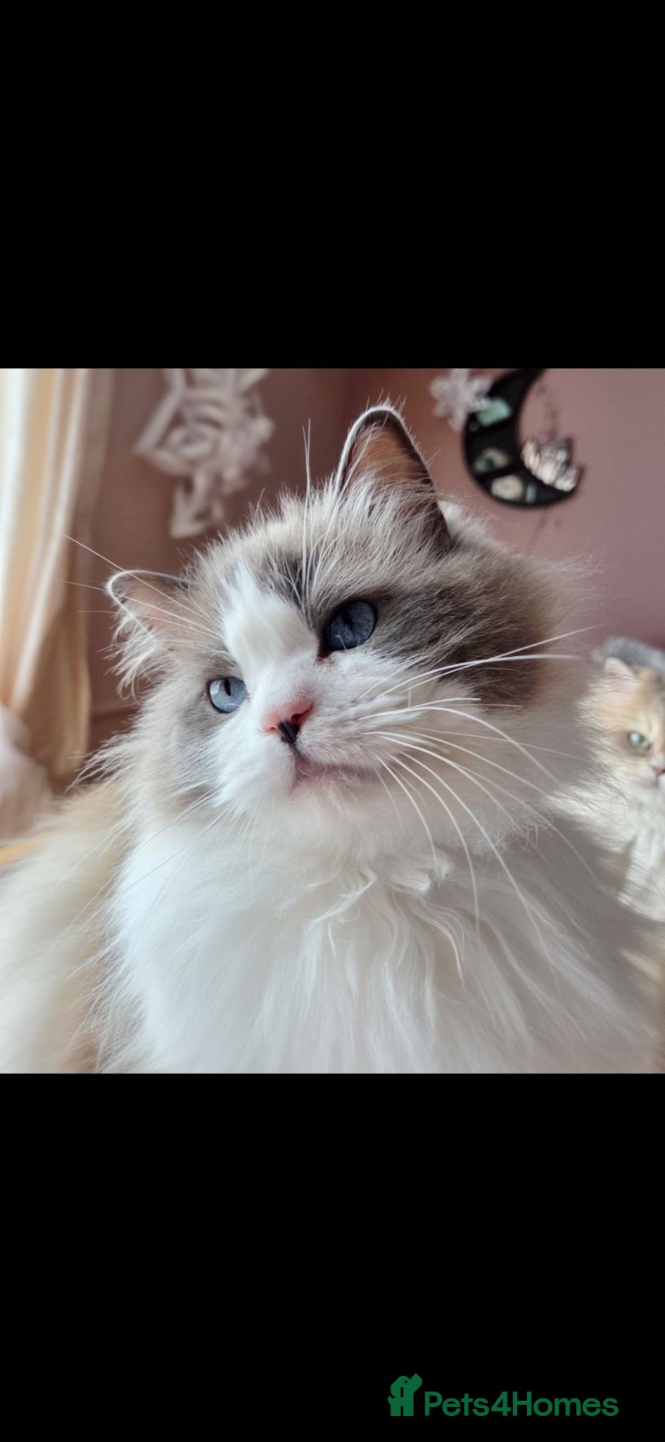Ragdoll cats Retired female looking for retirement home - Advert 8