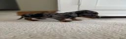 Miniature Dachshund dogs for sale:  beautiful miniature Dachshunds for Sale. in Bexleyheath - Advert 2