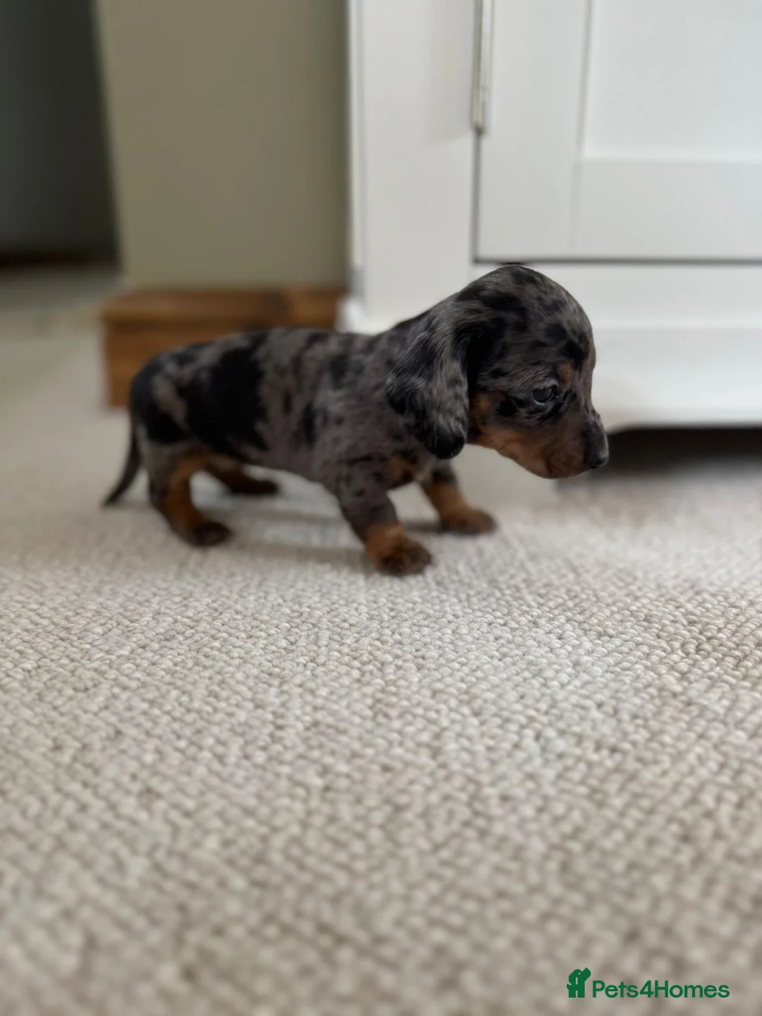 Miniature Dachshund dogs for sale:  beautiful miniature Dachshunds for Sale. in Bexleyheath - Advert 2