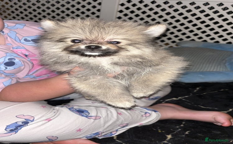 Pomeranian dogs - Advert 3