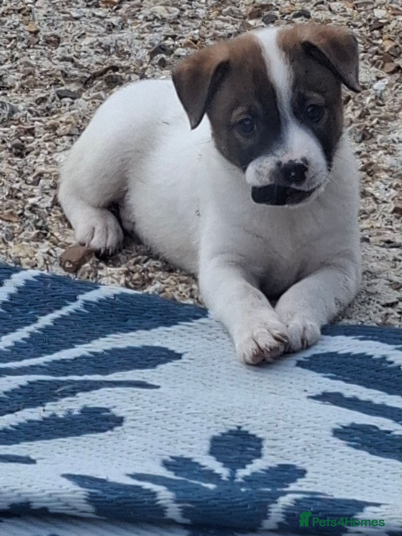 Mixed Breed dogs Fluffy staffies - Advert 1