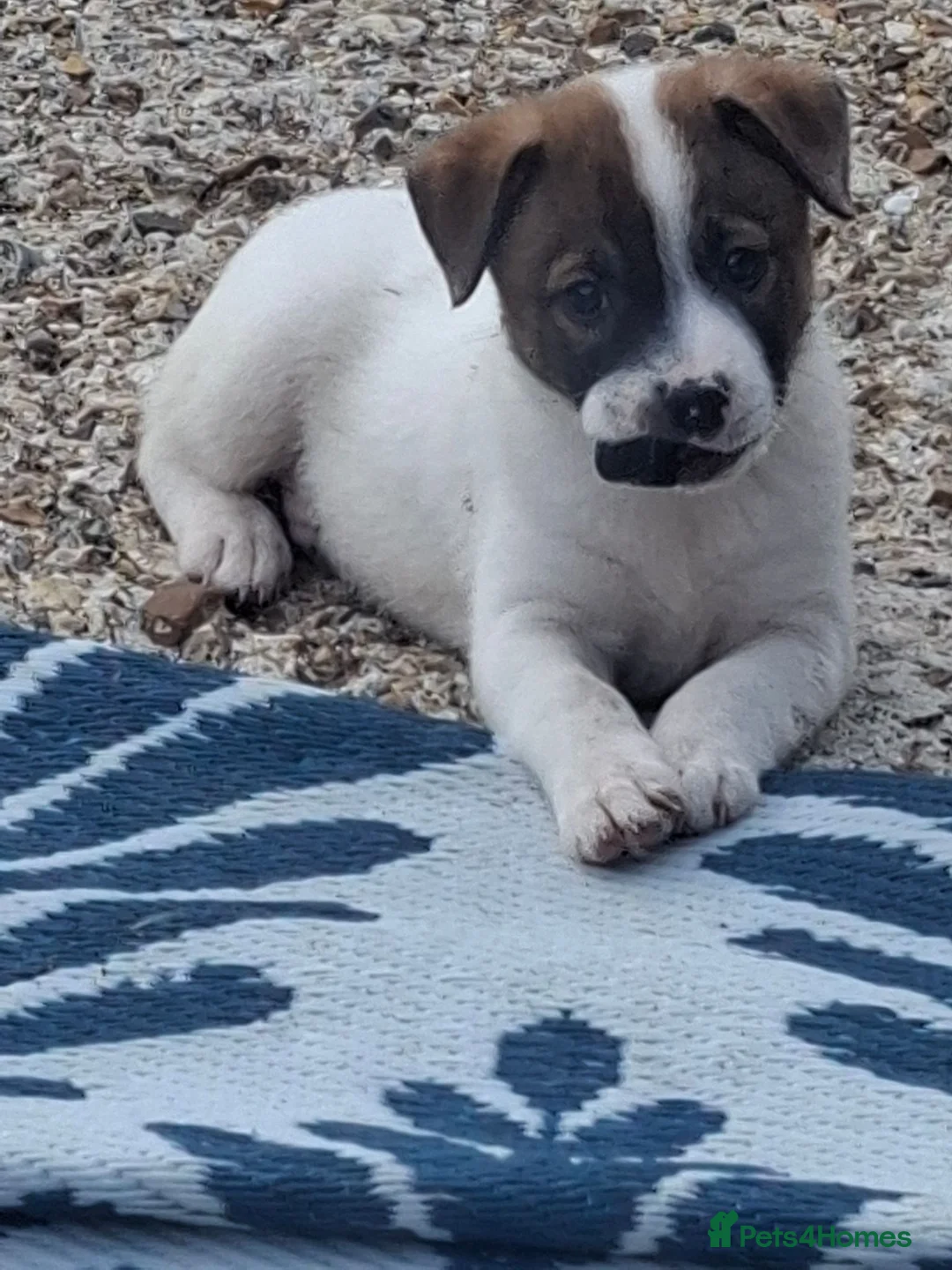 Mixed Breed dogs for sale: Fluffy staffies in Eastleigh - Advert 1