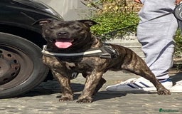 Staffordshire Bull Terrier dogs for sale: Staffy Brindle Black Boy London Staffordshire - Image 8