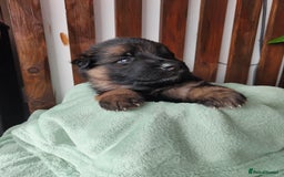 German Shepherd dogs for sale: German shepard puppies for sale - Image 5