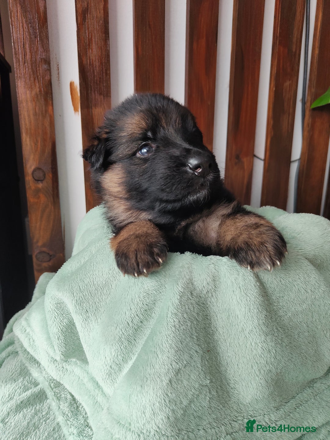 German Shepherd dogs for sale: German shepard puppies for sale - Image 5