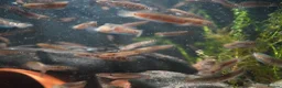 Other/Mixed Breed fish for sale: Red Chinese Snakehead - Advert 7