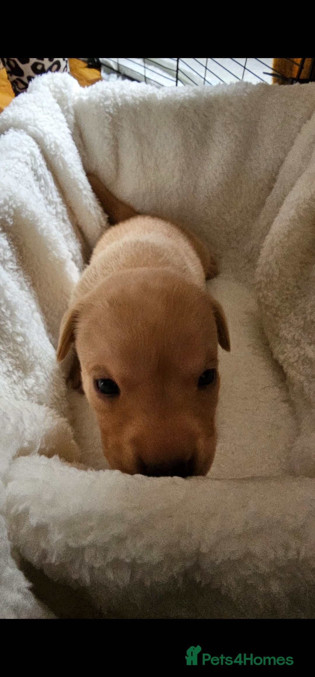 Labrador Retriever dogs for sale: 8 beautiful labrador puppies  - Image 10